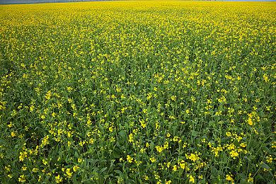 《绝区零》将登陆Xbox Series